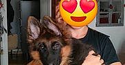 Blue participe au concours pour gagner de l'argent avec cette photo : dog, puppy, german_shepherd, person, indoor, holding, cute, happy, tongue_out, black_shirt, wooden_beam, decorations, room, smiling_dog, pet, animal, fur, ears, face_covered, affection