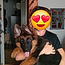 dog, puppy, german_shepherd, person, indoor, holding, cute, happy, tongue_out, black_shirt, wooden_beam, decorations, room, smiling_dog, pet, animal, fur, ears, face_covered, affection