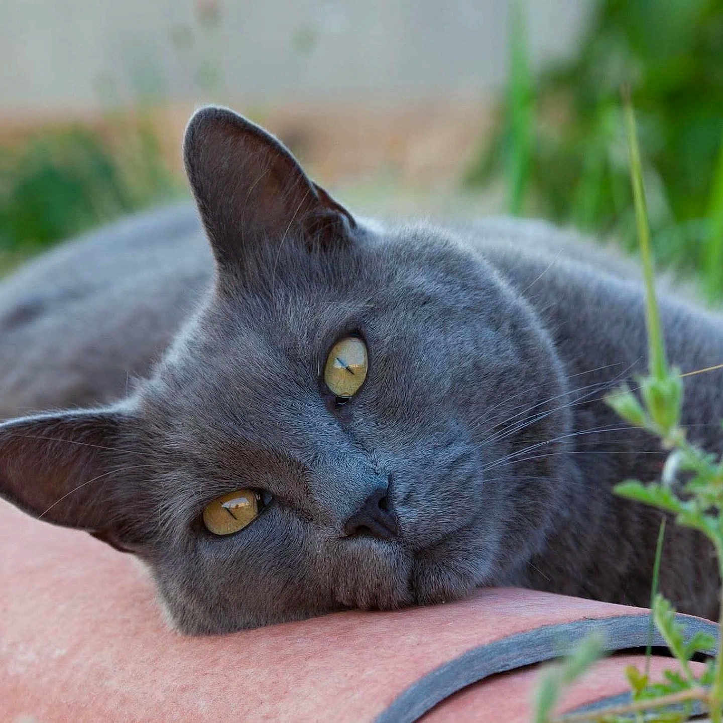 Jazz a rejoint le concours — aidez-le/la à gagner de superbes lots ! cat, grey_cat, animal, pet, close_up, yellow_eyes, fur, whiskers, relaxed, outdoor, nature, greenery, portrait, laying_down, soft_focus, peaceful, resting, cute, feline, muzzle