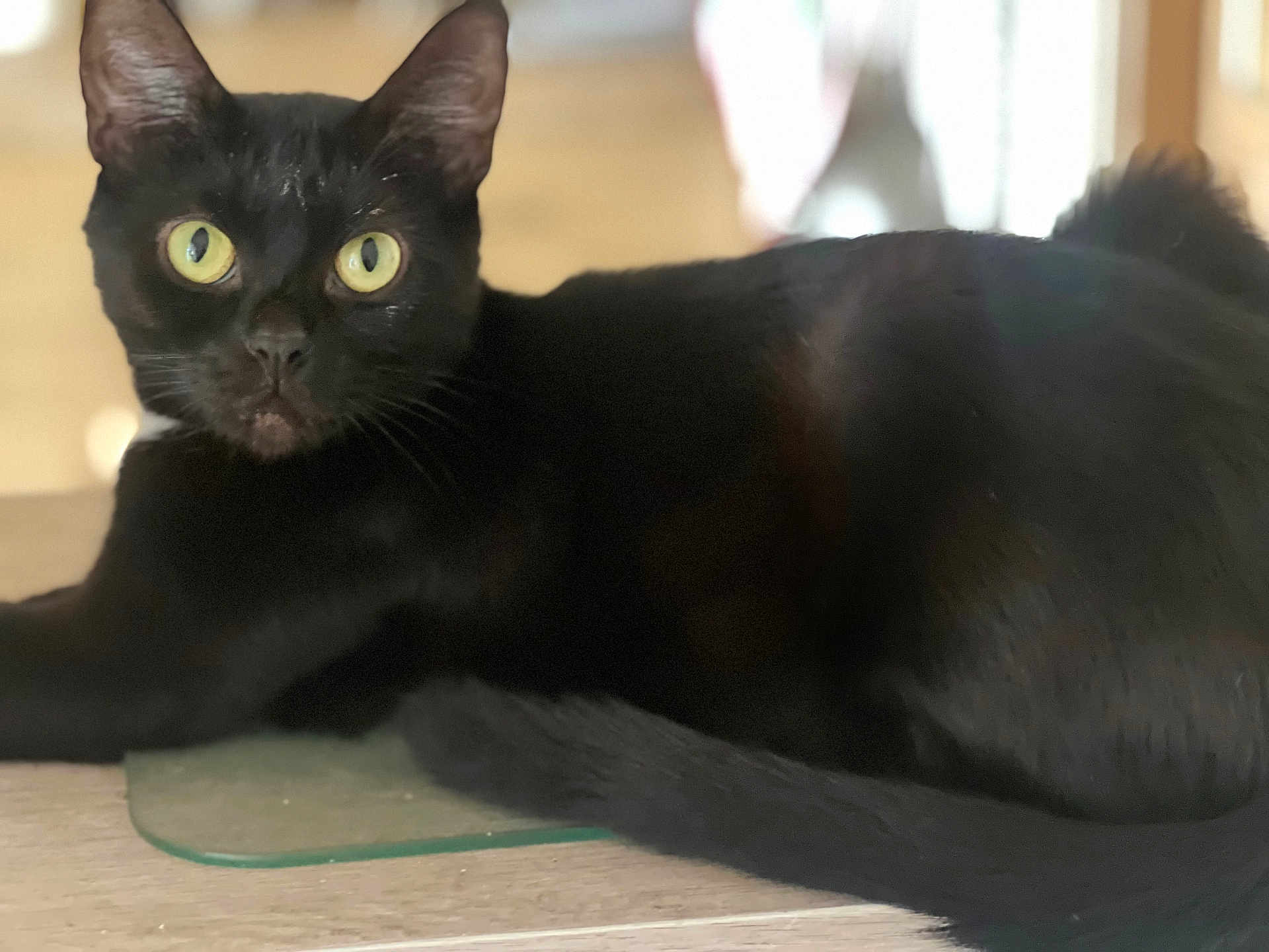 Dūda joined the competition — help win amazing prizes! black_cat, cat, pet, animal, feline, indoor, yellow_eyes, whiskers, tail, fur, closeup, resting, looking, wood_surface, domestic_cat, cute, alert, laying_down, soft_light, blurred_background