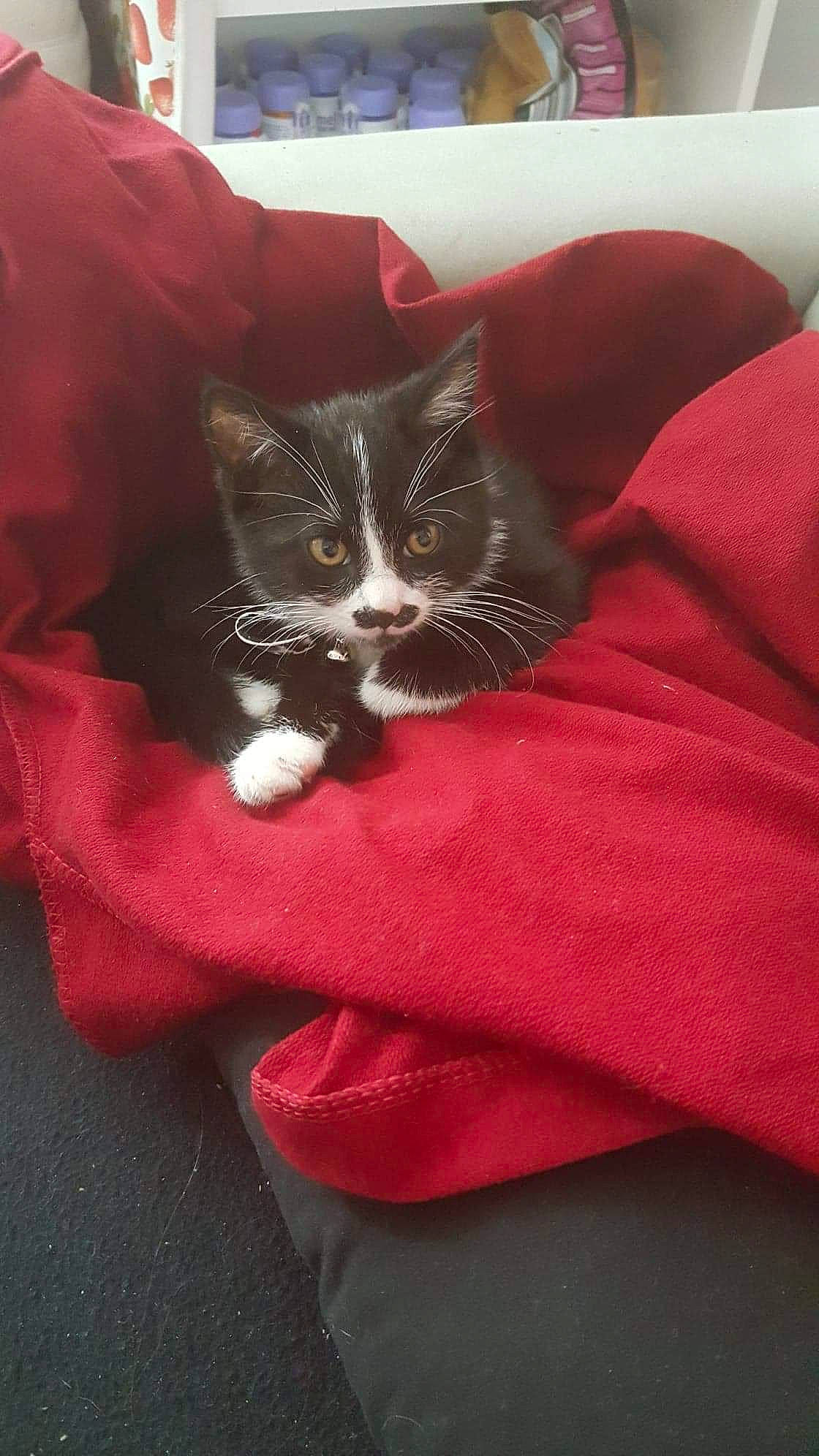 Buffy participe au concours pour gagner de l'argent avec cette photo : carnivore, cat, domestic_short_haired_cat, felidae, kitten, leg, polydactyl_cat, red, small_to_medium_sized_cats, snout, whiskers