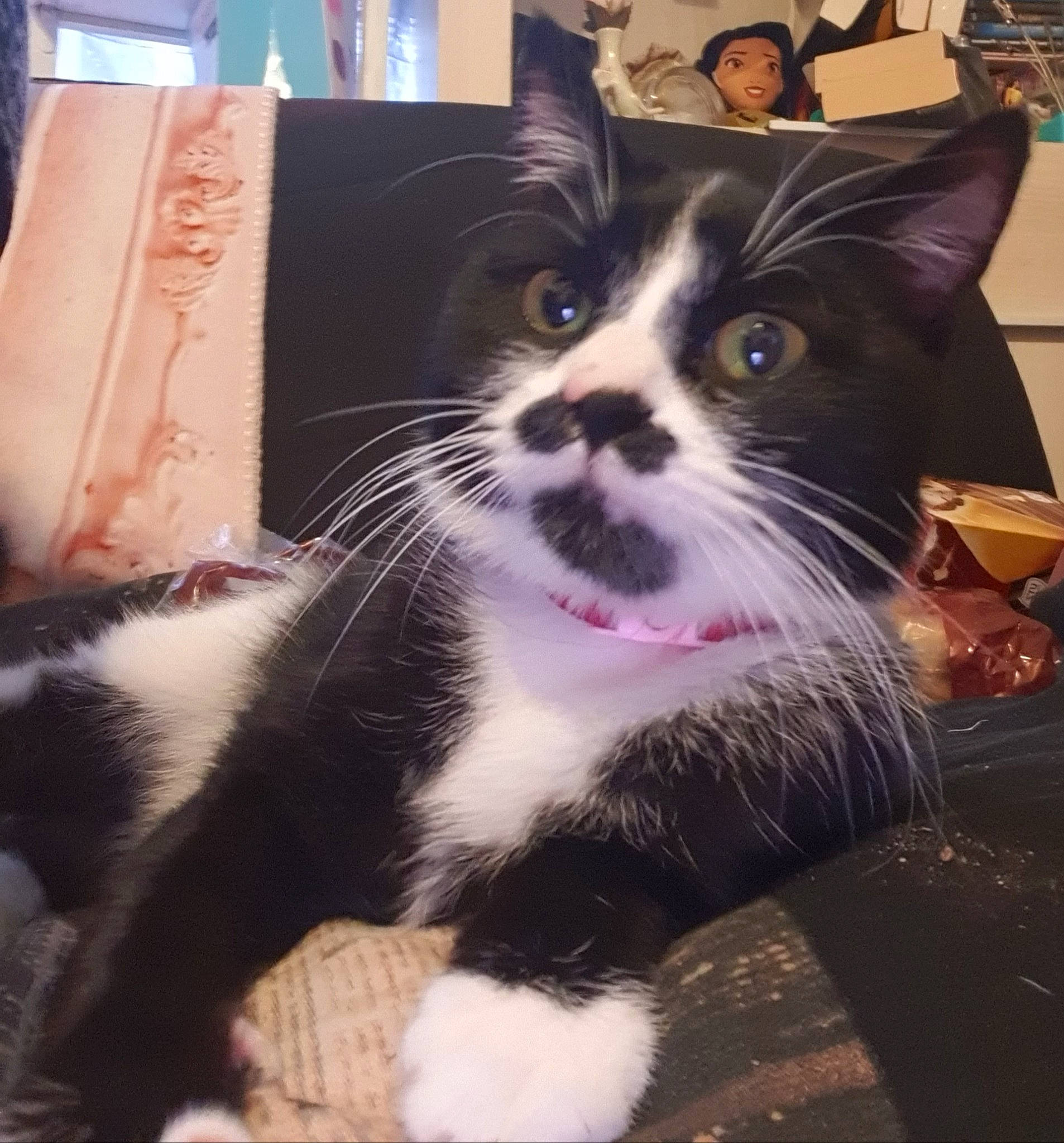 Buffy participe au concours pour gagner de l'argent avec cette photo : black_and_white, carnivore, cat, domestic_short_haired_cat, european_shorthair, eye, felidae, formal_wear, fur, kitten, paw, photo_caption, photography, polydactyl_cat, sky, small_to_medium_sized_cats, snapshot, snout, whiskers