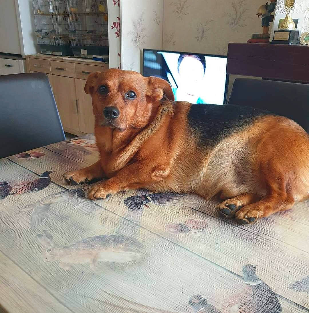 Léo a rejoint le concours — aidez-le/la à gagner de superbes lots ! canidae, carnivore, companion_dog, dog, dog_breed, furniture, home, mammal, rare_breed_dog, sporting_group, wood