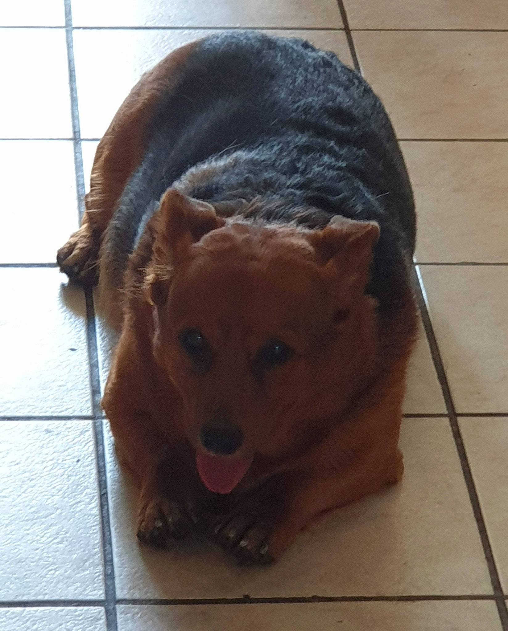 Léo a rejoint le concours — aidez-le/la à gagner de superbes lots ! canidae, carnivore, companion_dog, dog, dog_breed, ear, fawn, fur, nose, snout, sporting_group, street_dog