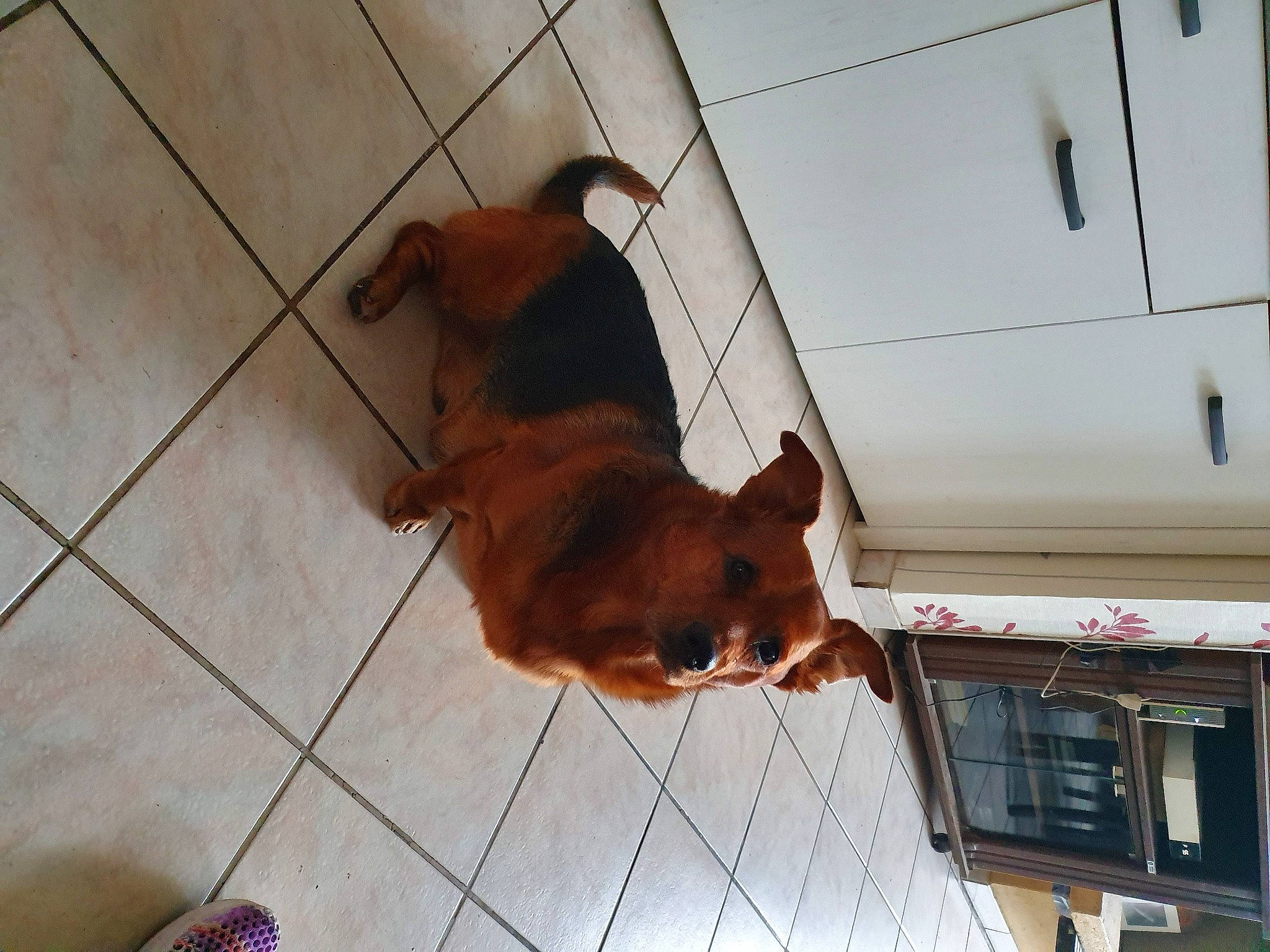 Léo a rejoint le concours — aidez-le/la à gagner de superbes lots ! canidae, carnivore, dog, dog_breed, fawn, floor, flooring, guard_dog, irish_terrier, puppy, snout, sporting_group, tail