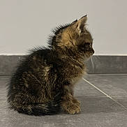 Yoshi participe au concours pour gagner de l'argent avec cette photo : kitten, cat, tabby, feline, pet, animal, fur, whiskers, ears, tail, sitting, indoor, floor, tile, side_view, young, cute, small, domestic, quiet