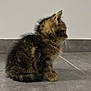 kitten, cat, tabby, feline, pet, animal, fur, whiskers, ears, tail, sitting, indoor, floor, tile, side_view, young, cute, small, domestic, quiet