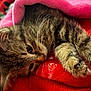 Yoshi participe au concours pour gagner de l'argent avec cette photo : kitten, cat, feline, sleeping, cozy, blanket, pink, red, paw, fur, whiskers, cute, pet, animal, resting, closeup, soft, warm, indoors, relaxed