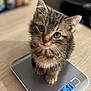 Yoshi participe au concours pour gagner de l'argent avec cette photo : kitten, cat, scale, digital_scale, wooden_table, tabby, pet, animal, cute, feline, indoor, closeup, young, curious, fur, whiskers, eyes, small, domestic, adorable