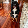dog, bernese_mountain_dog, indoor, wood_floor, stone_wall, furniture, door, pet, canine, animal, brown, black, white, fluffy, sitting, looking, portrait, house, cozy, decor