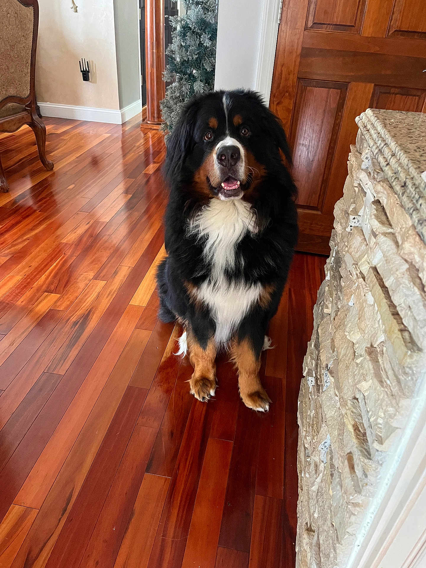 Tank joined the competition — help win amazing prizes! dog, bernese_mountain_dog, indoor, wood_floor, stone_wall, furniture, door, pet, canine, animal, brown, black, white, fluffy, sitting, looking, portrait, house, cozy, decor