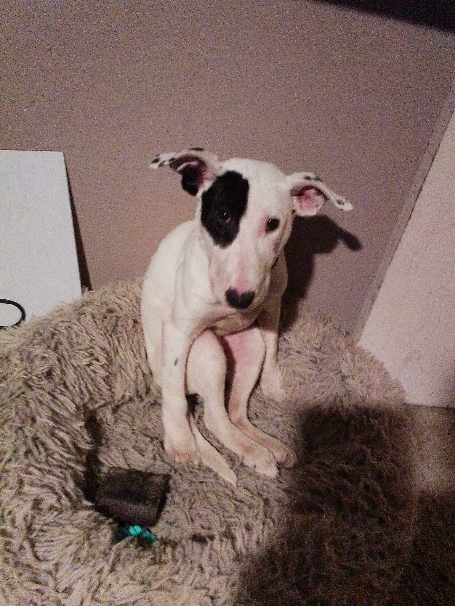 Sheba is registered to the contest to win money with this photo: art, carnivore, companion_dog, dog, dog_breed, dog_supply, dog_toy, flooring, foot, fur, paw, pet_supply, snout, street_dog, tail, terrestrial_animal, terrier, toy_dog, whiskers, working_animal