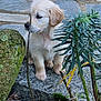 animal, curious, cute, dog, fur, garden, golden_retriever, greenery, leaf, moss, nature, outdoor, pet, plant, puppy, rock, sitting, stone, twig, young