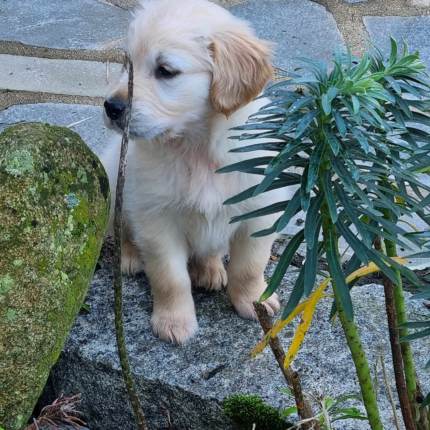 Volt a rejoint le concours — aidez-le/la à gagner de superbes lots ! animal, curious, cute, dog, fur, garden, golden_retriever, greenery, leaf, moss, nature, outdoor, pet, plant, puppy, rock, sitting, stone, twig, young