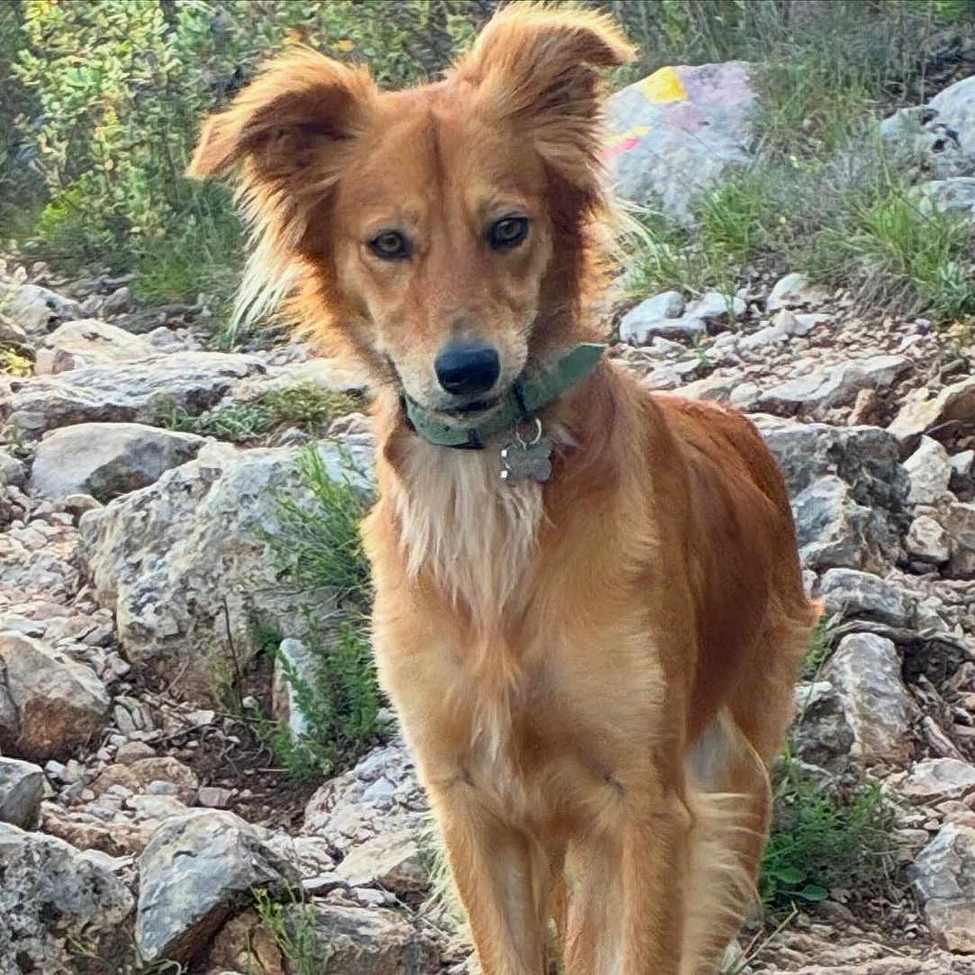 Luna a rejoint le concours — aidez-le/la à gagner de superbes lots ! dog, outdoor, rocky_path, greenery, nature, animal, pet, collar, fur, alert, walking, daylight, trail, ears_up, canine, brown_fur, grass, rocks, sunlight, adventure