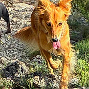 Luna a rejoint le concours — aidez-le/la à gagner de superbes lots ! dog, dogs, outdoor, nature, rocky_trail, golden_dog, black_dog, running, tongue_out, collar, sunlight, greenery, plants, adventure, active, pets, animal, wildlife, energetic, daytime
