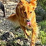 dog, dogs, outdoor, nature, rocky_trail, golden_dog, black_dog, running, tongue_out, collar, sunlight, greenery, plants, adventure, active, pets, animal, wildlife, energetic, daytime