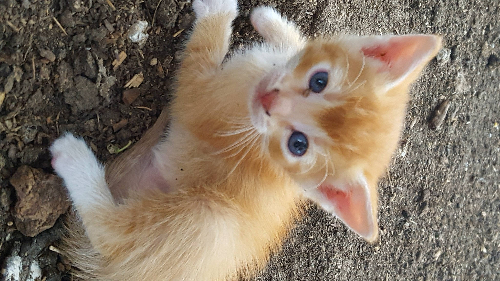 Kit joined the competition — help win amazing prizes! carnivore, cat, claw, domestic_short_haired_cat, ear, eye, fang, fawn, felidae, fur, grass, paw, plant, small_to_medium_sized_cats, snout, tail, terrestrial_animal, tree, whiskers, wildlife