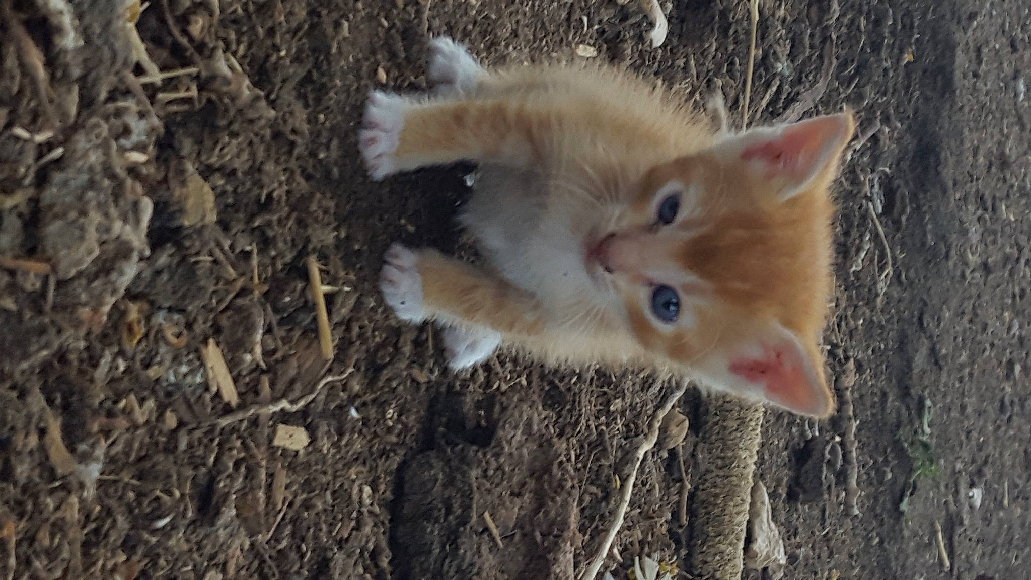 Kit joined the competition — help win amazing prizes! canidae, carnivore, cat, claw, dog_breed, domestic_short_haired_cat, fawn, felidae, fur, grass, paw, small_to_medium_sized_cats, soil, sporting_group, tail, terrestrial_animal, whiskers