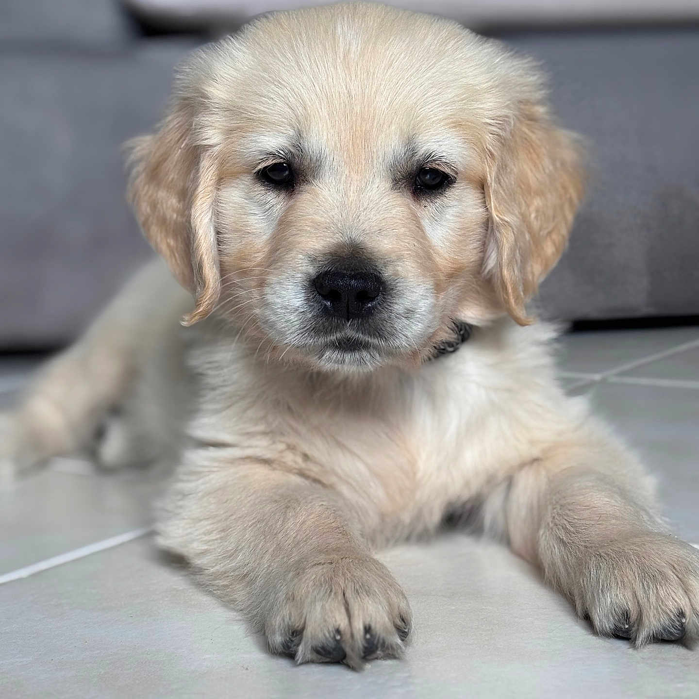 Aïko participe au concours pour gagner de l'argent avec cette photo : animal, canine, close_up, cute, dog, domestic_animal, ears, floor, fluffy, fur, golden_retriever, indoor, laying_down, mammal, pet, portrait, puppy, tile, whiskers, young