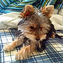 Ficelle a rejoint le concours — aidez-le/la à gagner de superbes lots ! dog, puppy, bed, blanket, plaid, striped_blanket, fur, ears, pet, animal, cute, indoor, resting, small_dog, canine, furry, sleepy, domestic_animal, cozy, young