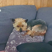 Ficelle a rejoint le concours — aidez-le/la à gagner de superbes lots ! dog, couch, pillow, wood_paneling, indoor, pet, resting, small_dog, fur, cozy, animal, relaxing, home, furniture, sleepy, companion, domestic, cute, brown, black