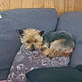 dog, couch, pillow, wood_paneling, indoor, pet, resting, small_dog, fur, cozy, animal, relaxing, home, furniture, sleepy, companion, domestic, cute, brown, black