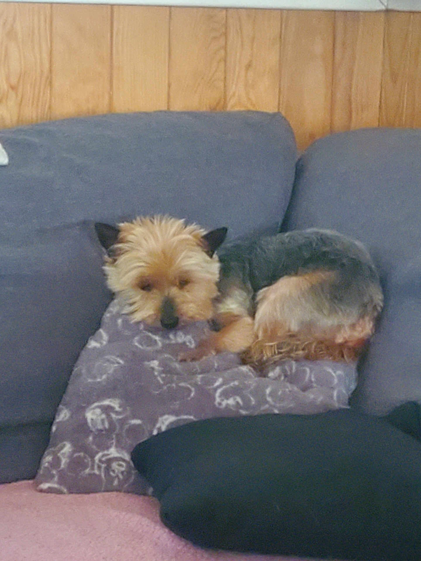 Ficelle a rejoint le concours — aidez-le/la à gagner de superbes lots ! dog, couch, pillow, wood_paneling, indoor, pet, resting, small_dog, fur, cozy, animal, relaxing, home, furniture, sleepy, companion, domestic, cute, brown, black