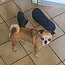 dog, small_dog, brown_dog, curled_tail, tile_floor, slippers, indoor, pet, looking_up, floor_tiles, doorframe, animal, companion, cute, domestic, fur, paw, standing, alert, pet_indoor