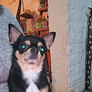 Slappy participe au concours pour gagner de l'argent avec cette photo : dog, small_dog, indoor, black_dog, tan_dog, white_chest, ears, face, eyes, blanket, wall, shelf, potted_plants, giraffe_sculpture, decor, furniture, floor, portrait, pet, cozy