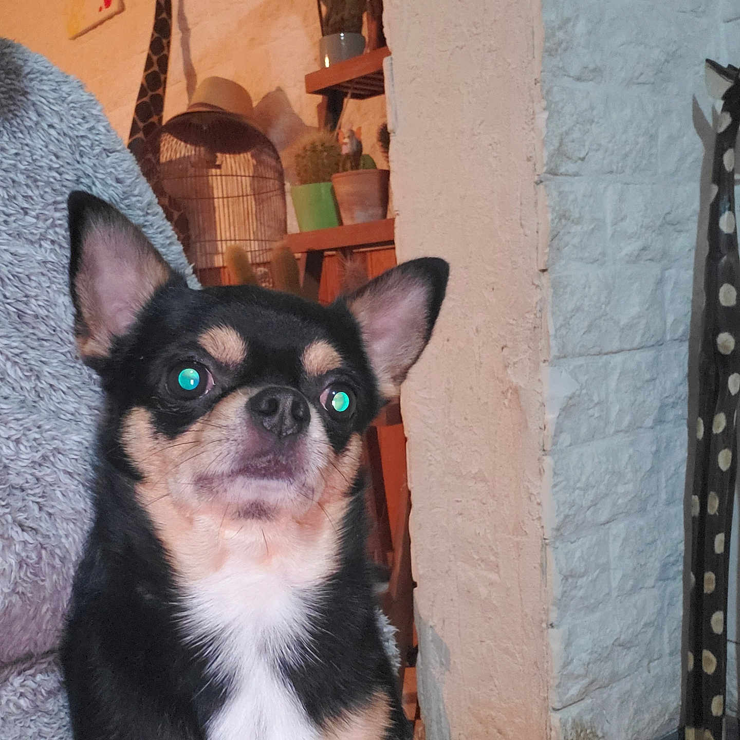 Slappy participe au concours pour gagner de l'argent avec cette photo : black_dog, blanket, cozy, decor, dog, ears, eyes, face, floor, furniture, giraffe_sculpture, indoor, pet, portrait, potted_plants, shelf, small_dog, tan_dog, wall, white_chest