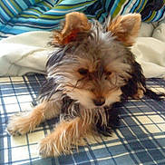 Rubby a rejoint le concours — aidez-le/la à gagner de superbes lots ! dog, puppy, bed, blanket, plaid, striped_blanket, fur, ears, pet, animal, cute, indoor, resting, small_dog, canine, furry, sleepy, domestic_animal, cozy, young