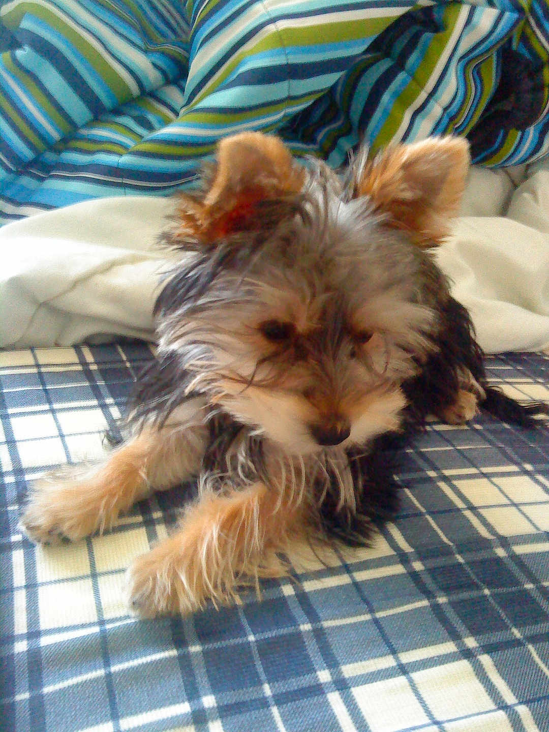 Rubby