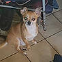 dog, small_dog, tan_dog, white_chest, ears, floor, tile_floor, indoor, chair, metal_chair, shoes, clutter, pet, animal, looking, sitting, flash_reflection, cute, companion, domestic
