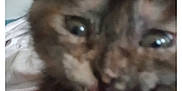 Cleo joined the competition — help win amazing prizes! kitten, cat, tongue, close_up, blurry, indoor, pet, animal, cute, feline, expression, young, fur, mouth, eyes, playful, house, door, background, domestic
