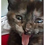 kitten, cat, tongue, close_up, blurry, indoor, pet, animal, cute, feline, expression, young, fur, mouth, eyes, playful, house, door, background, domestic