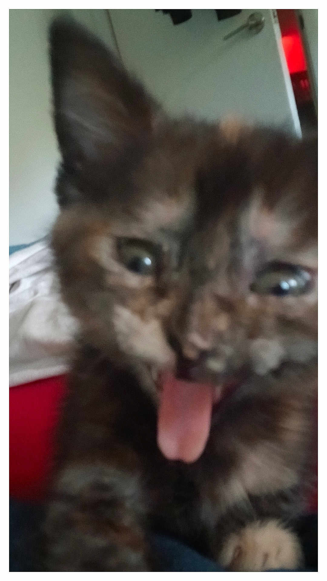 Cleo joined the competition — help win amazing prizes! kitten, cat, tongue, close_up, blurry, indoor, pet, animal, cute, feline, expression, young, fur, mouth, eyes, playful, house, door, background, domestic