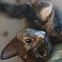 Cleo joined the competition — help win amazing prizes! cat, kitten, tortoiseshell, pet, animal, cute, fur, ears, whiskers, eyes, indoor, closeup, lying_down, relaxed, mammal, young, playful, domestic, soft, cozy