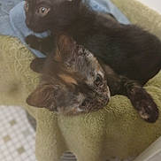 Cleo joined the competition — help win amazing prizes! kitten, cat, black_cat, tortoiseshell_cat, feline, pet, animal, cozy, towel, snuggling, cute, indoor, fur, whiskers, ears, resting, young, domestic, companion, soft