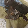 kitten, cat, black_cat, tortoiseshell_cat, feline, pet, animal, cozy, towel, snuggling, cute, indoor, fur, whiskers, ears, resting, young, domestic, companion, soft