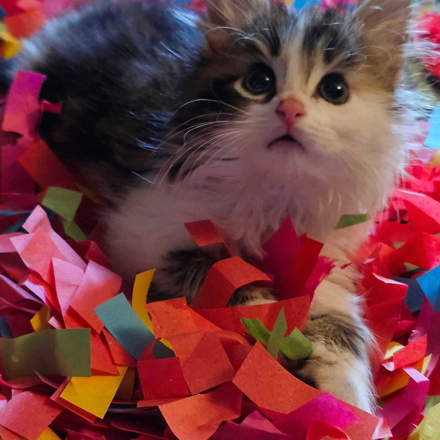 Leo joined the competition — help win amazing prizes! accessories, angora, animal, art, cat, confetti, flower, flowerarrangement, flowerbouquet, kitten, leaf, manx, modernart, origami, paper, pet, petal, plant, sphere, towel