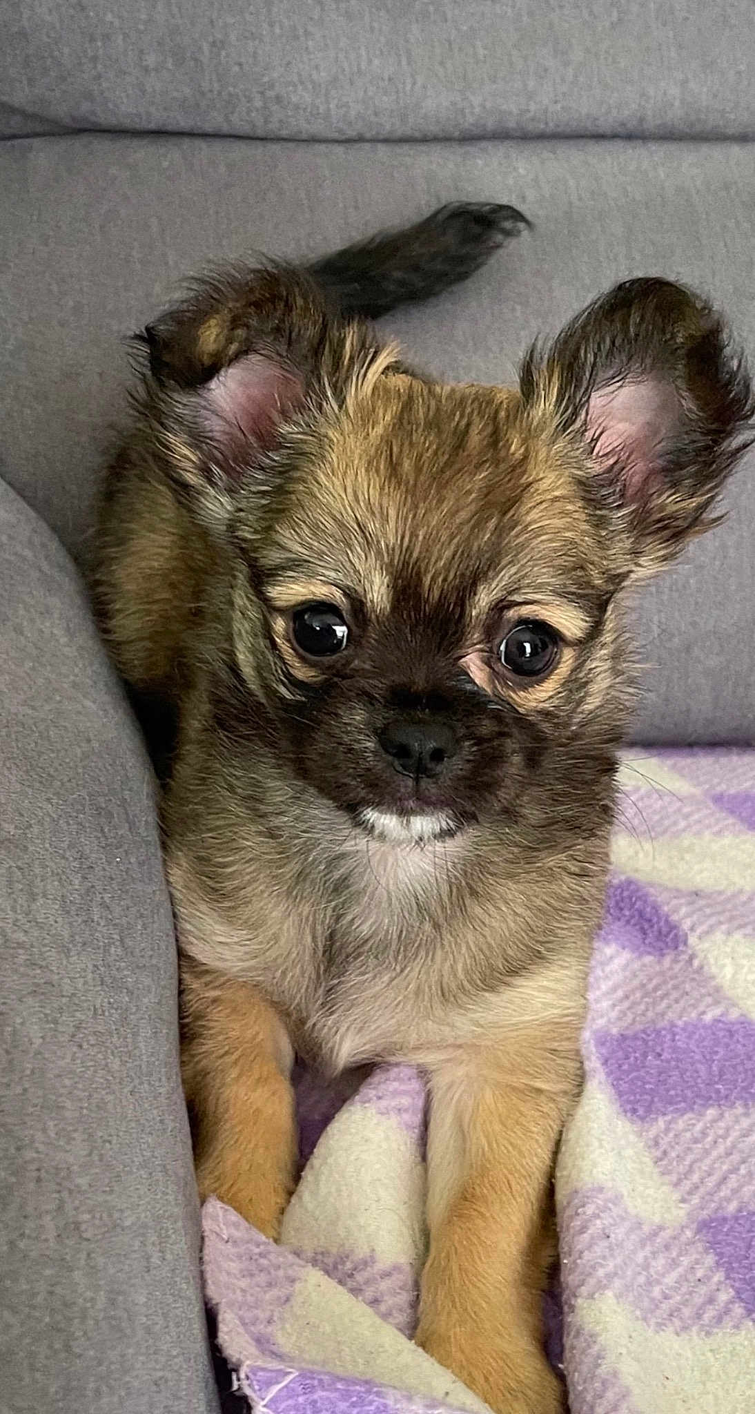 Milo