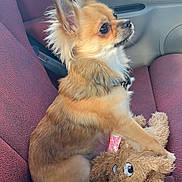 Milo participe au concours pour gagner de l'argent avec cette photo : brown_fur, car_interior, car_seat, chihuahua, collar, cute, dog, ears, leash, long_fur, passenger, pet, plush_toy, profile, sitting, small_dog, stuffed_animal, toy_play, upholstery, window