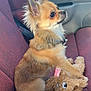 brown_fur, car_interior, car_seat, chihuahua, collar, cute, dog, ears, leash, long_fur, passenger, pet, plush_toy, profile, sitting, small_dog, stuffed_animal, toy_play, upholstery, window