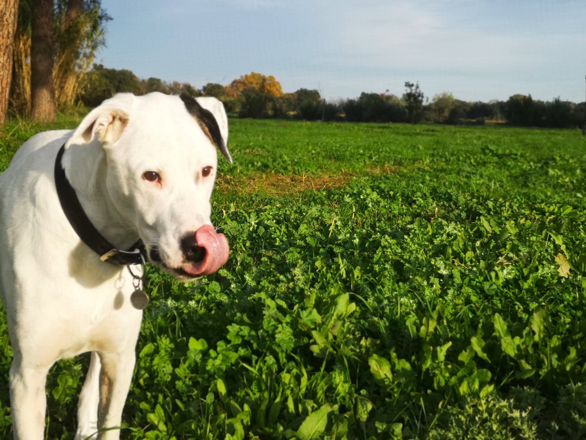 Django participe au concours pour gagner de l'argent avec cette photo : agriculture, carnivore, cloud, collar, companion_dog, dog, dog_breed, dog_collar, fawn, field, grass, grassland, happy, meadow, pasture, plant, prairie, sky, tree, working_animal
