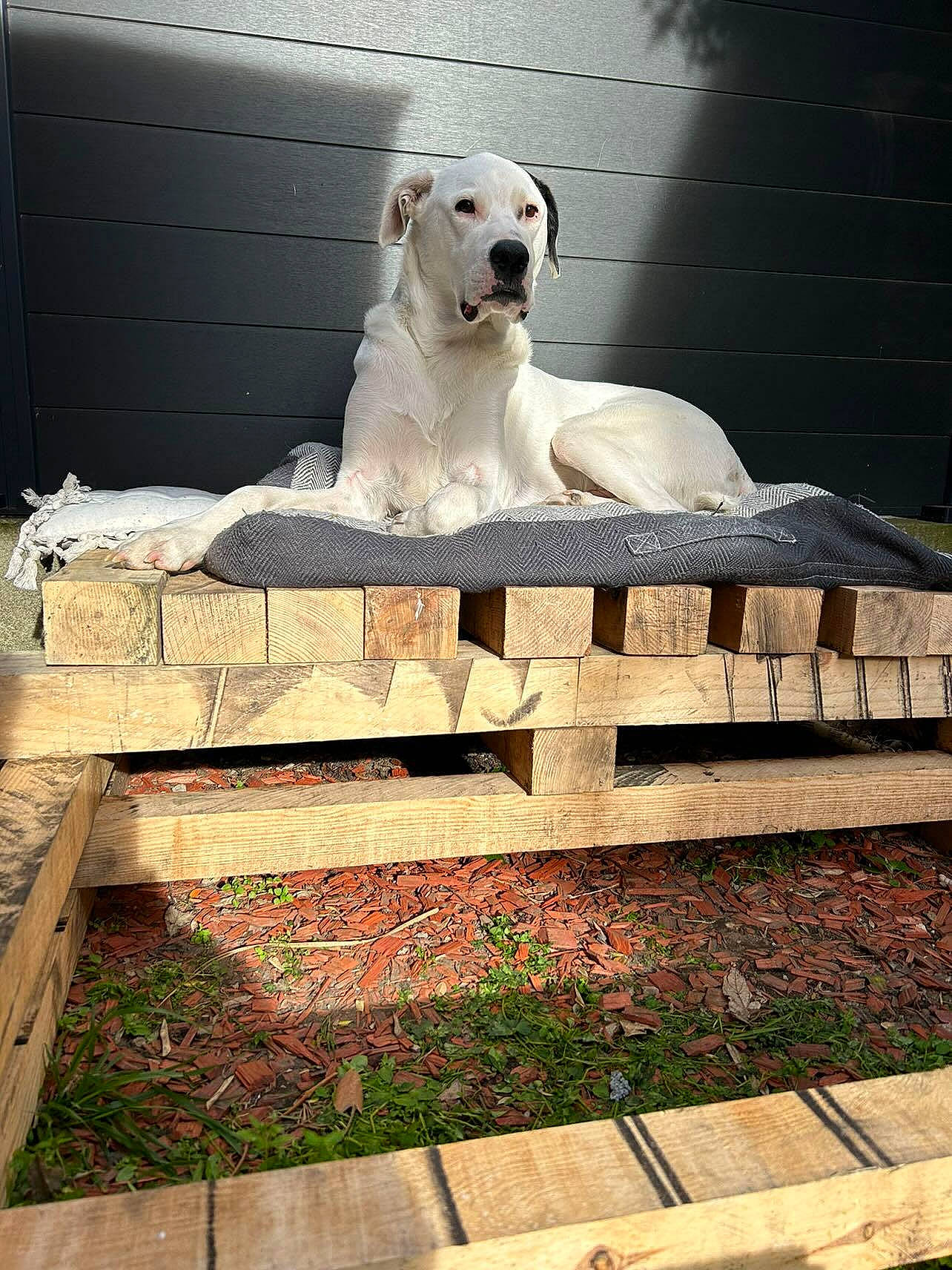 Django a rejoint le concours — aidez-le/la à gagner de superbes lots ! art, borzoi, canidae, carnivore, companion_dog, dog, dog_breed, fawn, fence, flooring, grass, guard_dog, non_sporting_group, plant, sitting, sporting_group, stairs, tail, wall, wood