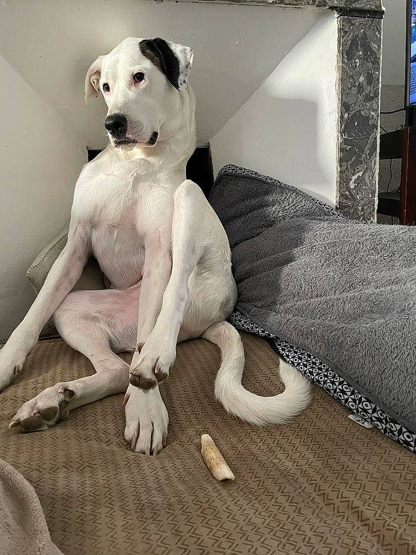 Django a rejoint le concours — aidez-le/la à gagner de superbes lots ! carnivore, comfort, companion_dog, couch, dog, dog_breed, fawn, floor, flooring, foot, fur, grey, metal, paw, picture_frame, snout, tail, television, wood, working_animal