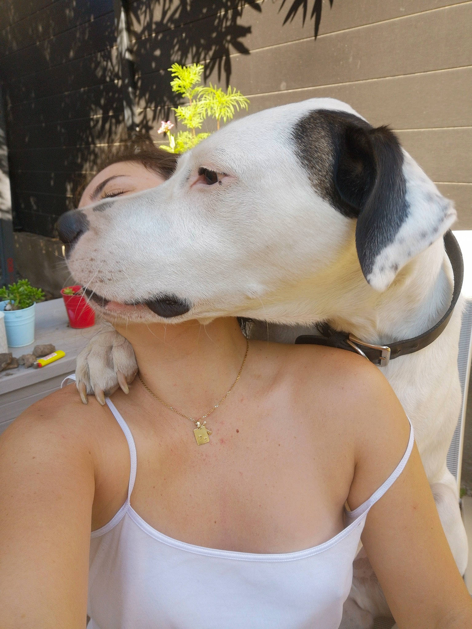 Django a rejoint le concours — aidez-le/la à gagner de superbes lots ! carnivore, chest, collar, companion_dog, dog, dog_breed, dog_collar, dog_supply, eyewear, fashion_accessory, fawn, flowerpot, houseplant, jewellery, pet_supply, plant, snout, sporting_group, whiskers, working_animal