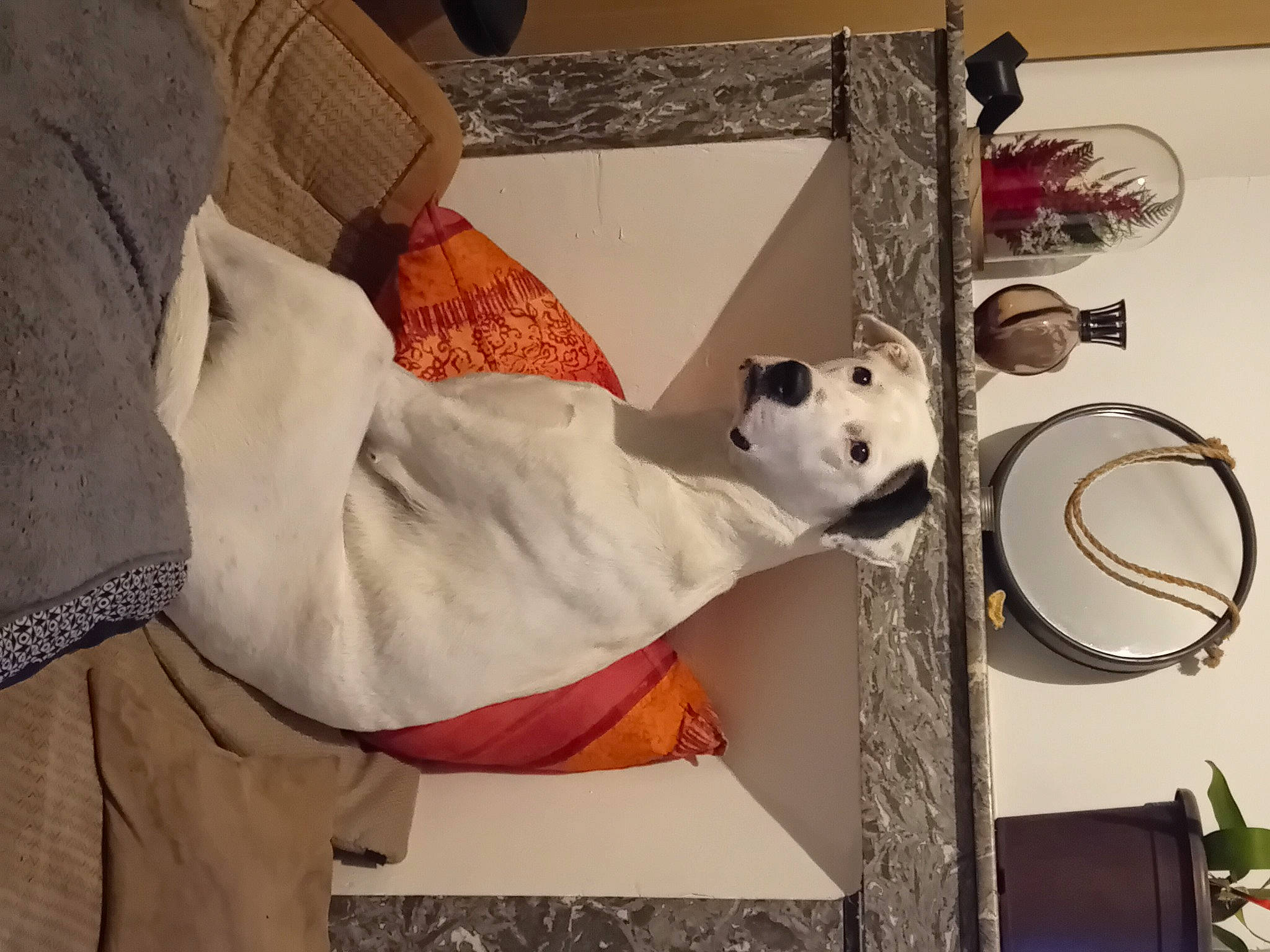 Django a rejoint le concours — aidez-le/la à gagner de superbes lots ! bedding, carmine, child, comfort, flooring, fur, house, interior_design, linens, machine, panda, paper, paper_product, plush, room, stuffed_toy, teddy_bear, toy, visual_arts, wood