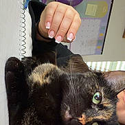 Luna joined the competition — help win amazing prizes! calendar, cat, close_up, desk, fan, french_manicure, fur, green_eyes, hand, indoor, manicure, nails, notebook, paw, person_partial, pet, relaxed, spiral_notebook, tortoiseshell_cat, whiskers